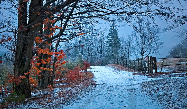 путь, лес, Бескиды, Зима, снег, пейзаж, путь
