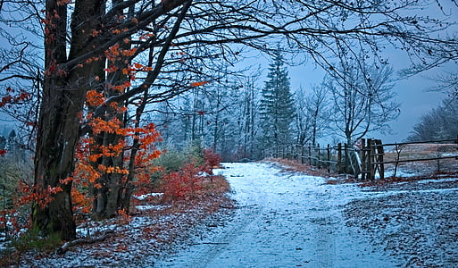 forma, bosque, Beskids, invierno, nieve, paisaje, la ruta de acceso