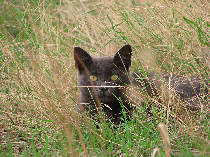 con mèo, màu đen, cỏ, chu đáo, đôi mắt, nhìn chằm chằm, động vật