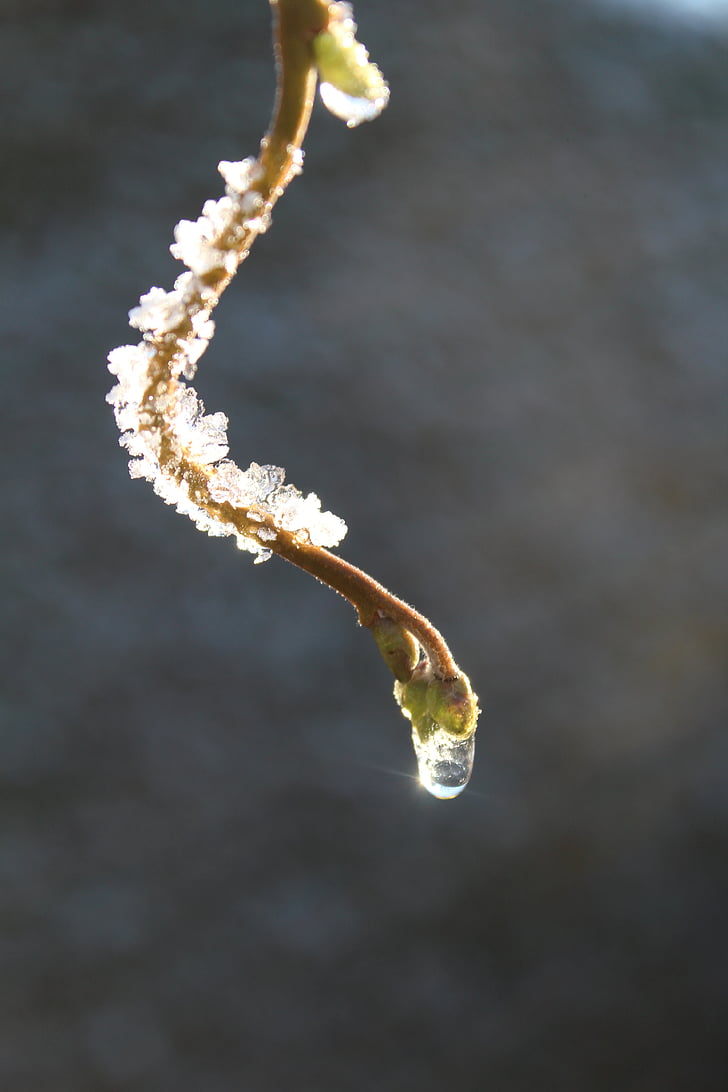 dewdrop, frost, winter, cold, branch, ice crystal, close