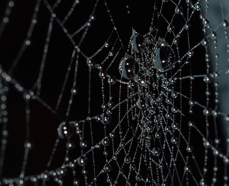 arachnid, close-up, cobweb, connection, creepy, dew, fear