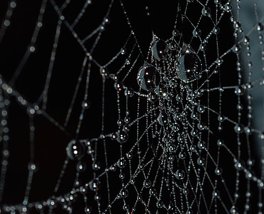 Web, água, Aranha, natureza