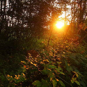 puesta del sol, bosque, hojas, árboles, silueta, naturaleza, noche