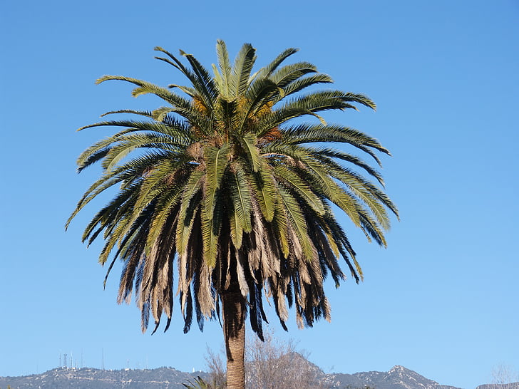 pohon palem, pohon, langit biru, alam, California, Palm, langit