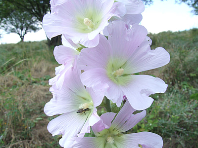 hollyhocks, ΑΛΘΑΙΑ, αλκέα, Malvaceae, το καλοκαίρι, άνθος, βοτανική