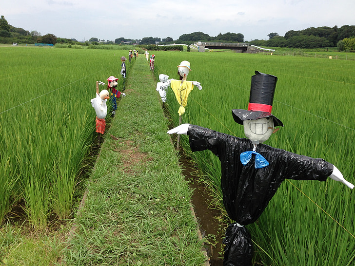 scarecrow, farm, rice field