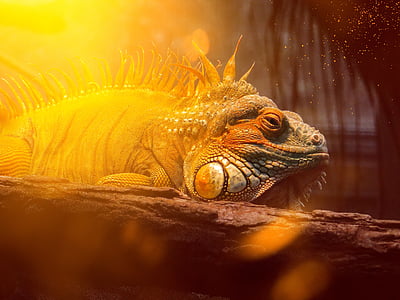 iguana, reptile, animal, dragon, lichtspiel, close