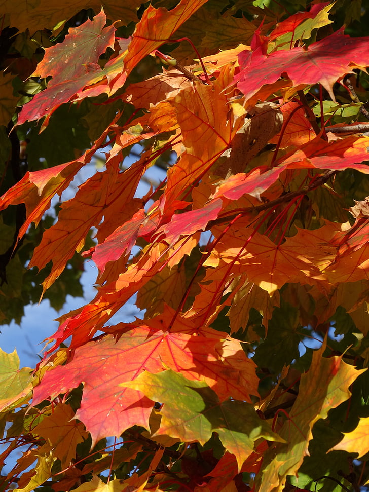 fogliame, autunno, autunno d'oro, crollo, Colore, natura, scenograficamente