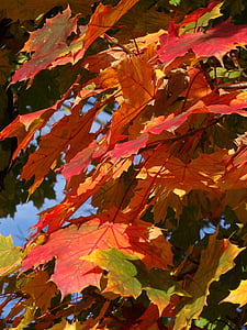 lövverk, hösten, hösten guld, kollaps, färg, naturen, sceniskt