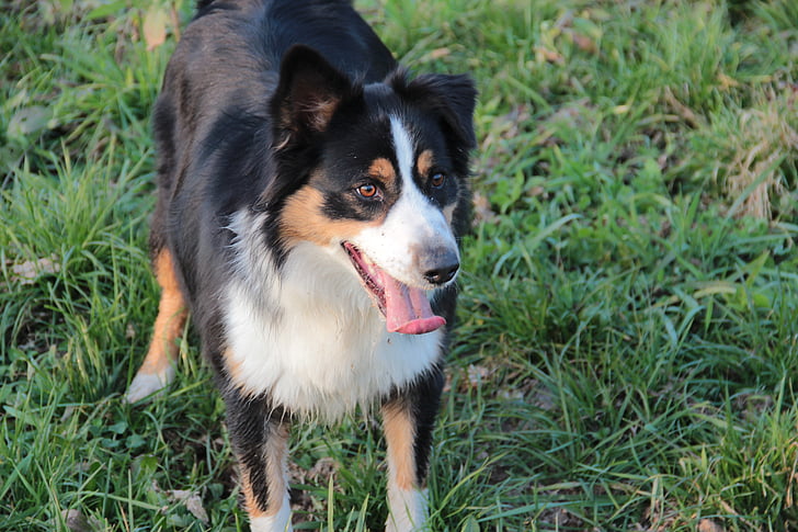 australian shepherd, hairy, dog, language, grass