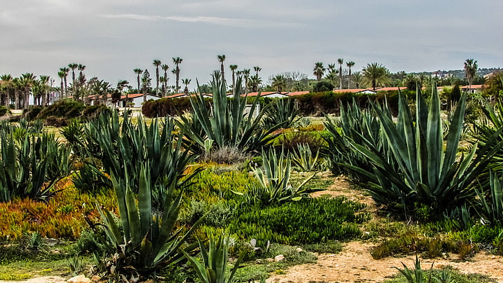 Chipre, Kermia, Aloe vera, cactus, flora