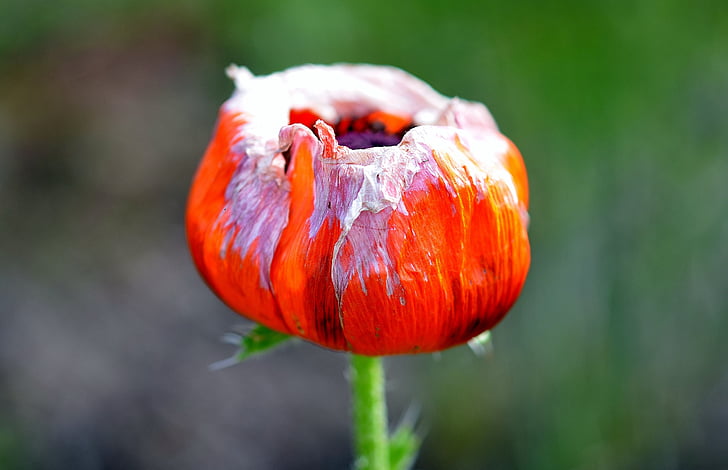 Tulip, tulipanes, naturaleza, flor, Holanda, Países Bajos
