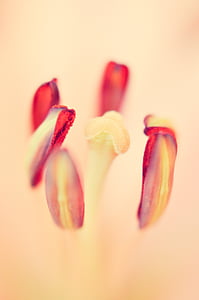 Tulip, blomst, blomstermotiver, forår, natur, blød