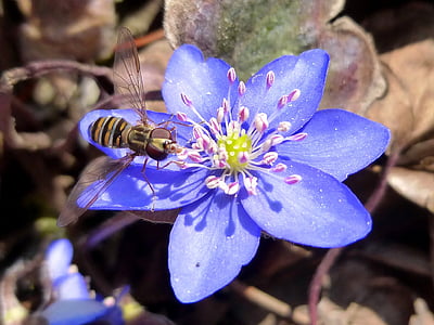 Alaus, floare albastră, floare, flori de gradina, natura, plante, flori de primăvară