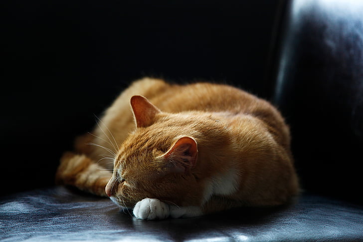 cat, animal, kitten, cute, floor, couch, leather