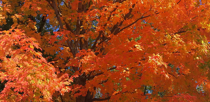 Val, Bladeren, Gouden herfst, herfst, boom, oranje kleur, esdoorn