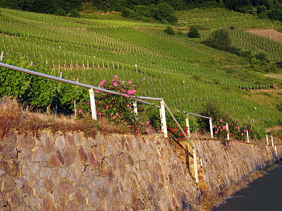 vineyard, grapes, vines, trail, idyllic, landscape, winegrowing