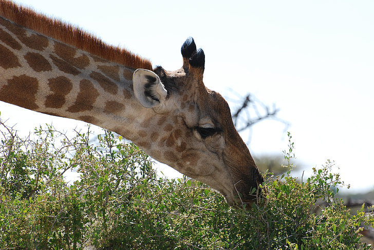 girafe, nature, Safari