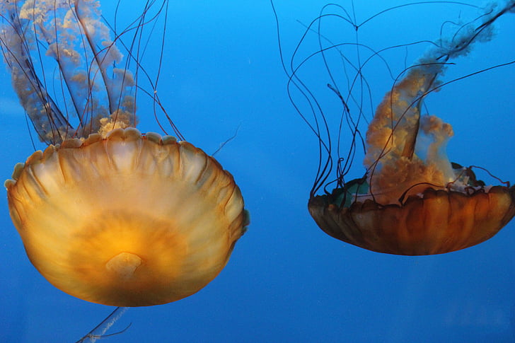 meduses, taronja, tentacles, sota l'aigua, animals, Natació, Submarinisme