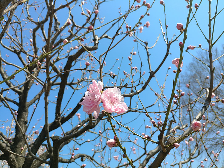 Sakura, musim semi, bunga, bunga, pohon, skyblue, merah muda