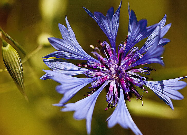 Aciano, flor, una flor del camp, planta, civada, assolellat, blau
