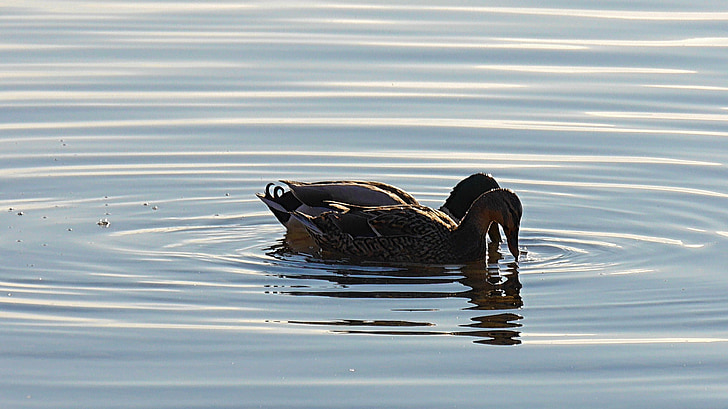 pair of ducks, ducks, aquatic animal, nature, bird, duck, lake