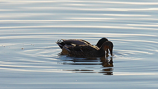 pair of ducks, ducks, aquatic animal, nature, bird, duck, lake