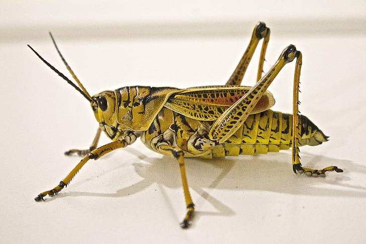 állat, bug, közeli kép:, szöcske, zöld, rovar, makró