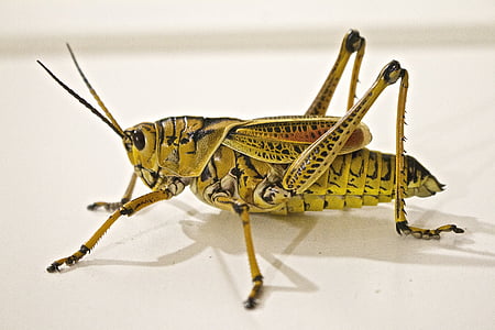 animale, bug, Close-up, cavalletta, verde, insetto, macro
