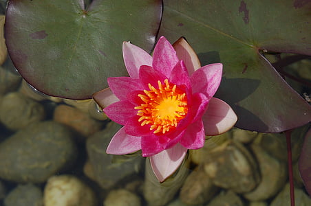 water lily, water rose, aquatic plant, lake rose, pond, blossom, bloom
