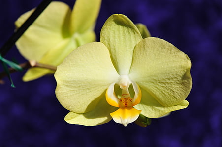 Blume, weiße Orchidee, Topfpflanze, Anlage, Bridal Orchidee, Blütenblatt, Blütenkopf