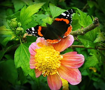 цветок, бабочка, Цветы, насекомое, бабочки, красивая