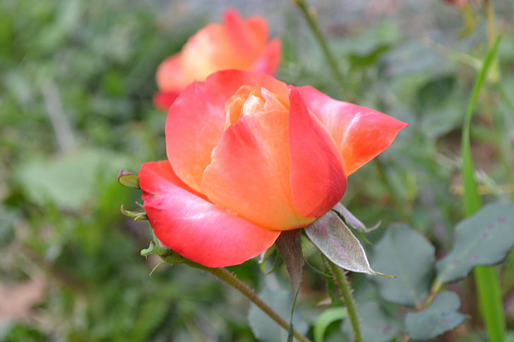 ružová, červená, kvet, Rosebush, lístkov, tlačidlo, jar