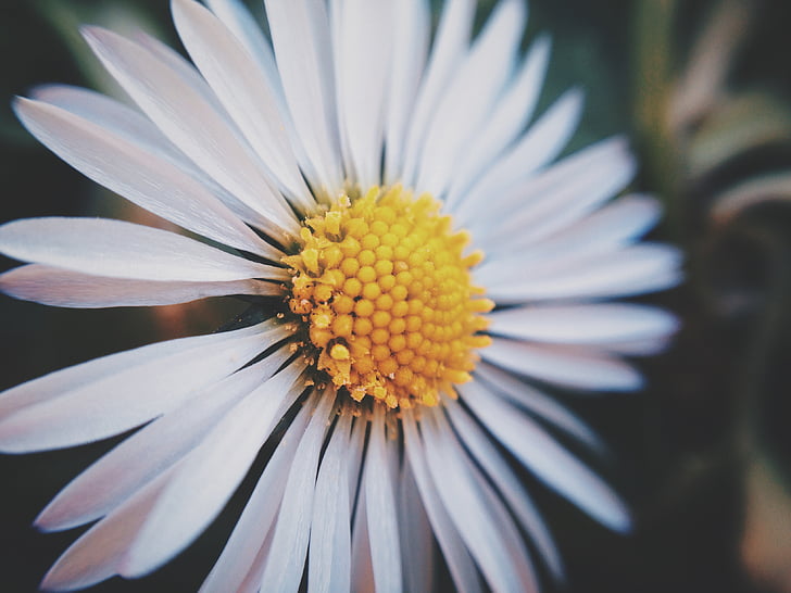 photo, white, daisy, flower, nature, petal, fragility