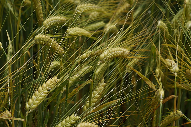 cereals, nature, agriculture, field, field crops, grain, food
