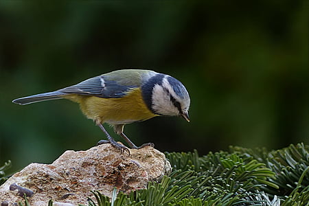 uccello, tit, tit blu, Cyanistes caeruleus, foraggiamento, giardino, un animale