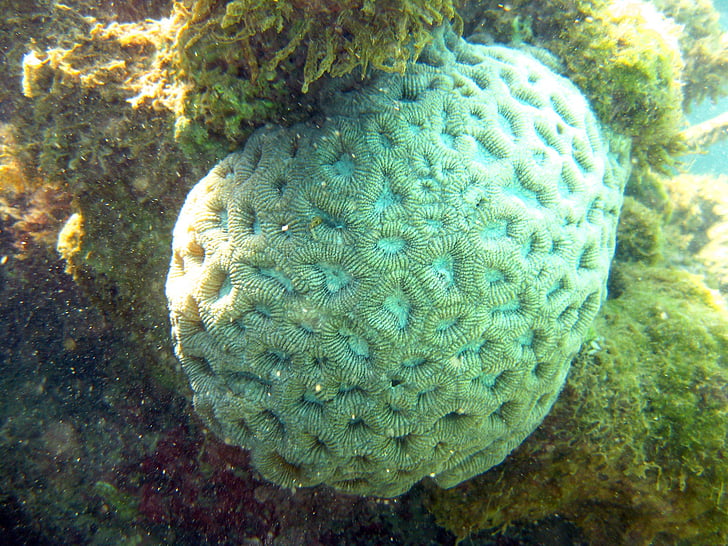 Coral, märts, Bahia, Ocean, Brasiilia