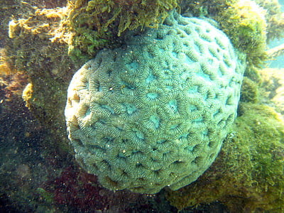 Coral, mar, Bahia, Océano, Brasil