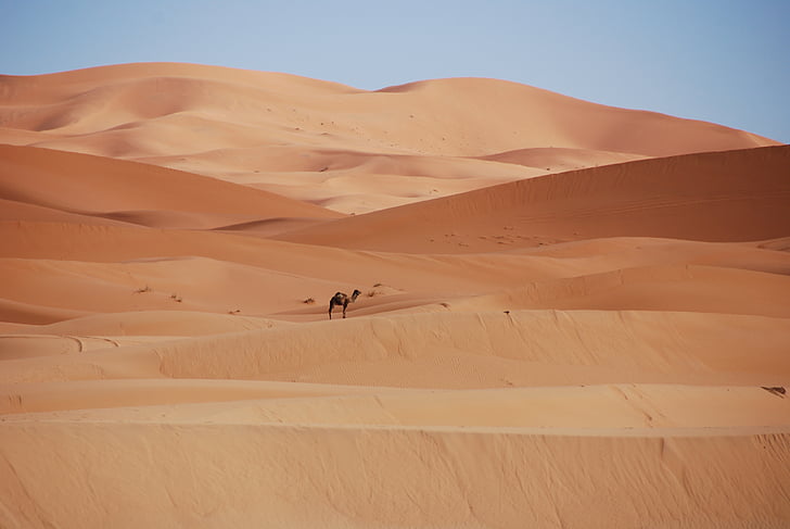 dykuma, smėlio, kopos, Marokas, auksinis smėlis, kupranugaris, Vienkupris kupranugaris