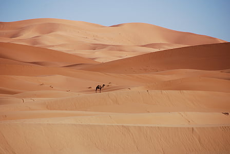 desert de, sorra, dunes, Marroc, sorra daurada, camell, en dromedari