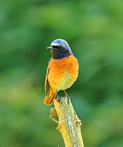 Phoenicurus ochruros, pájaro, volar, alas, pluma, flora y fauna, pico