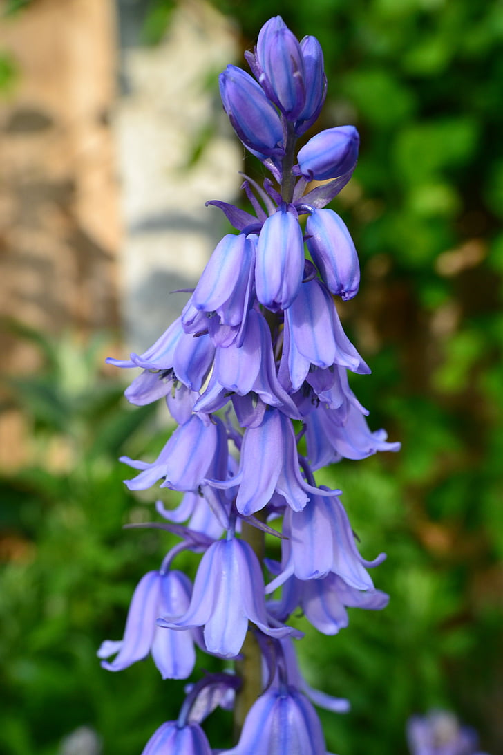 Bluebell, fleur, ampoule, bluebell cultivée, bleu, Bell, pétales