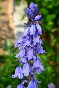 Bluebell, blomma, glödlampa, odlade bluebell, blå, Bell, kronblad