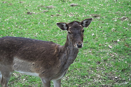 roe deer, wild, animal, doe, young deer, fallow deer, mammal