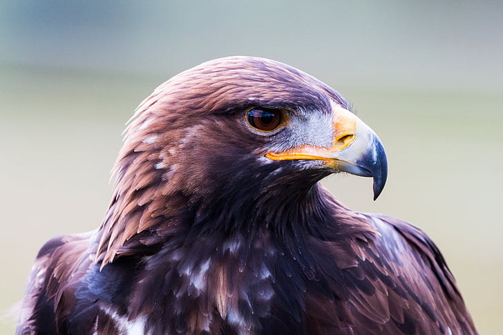 Golden eagle, Adler, putns, spalva, daba, savvaļas putnu, muša