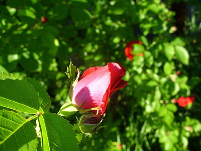 τριαντάφυλλο, φύση, λουλούδι, πράσινο, πολύχρωμο, κόκκινο, μακροεντολή