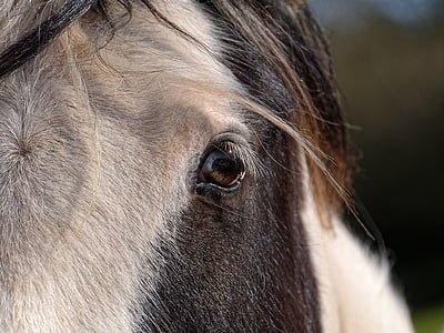 horse, eyes, hair, nature, face, one animal, domestic animals