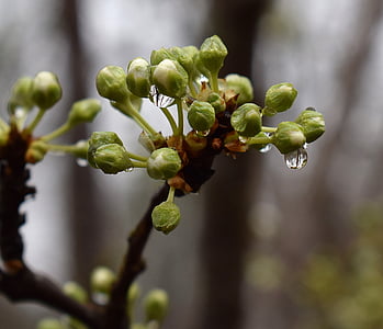 regn-vått kirsebærtre blomstrer knopper, viser hvit, om å åpne, regn-vått, regndråpe, bud, Blossom