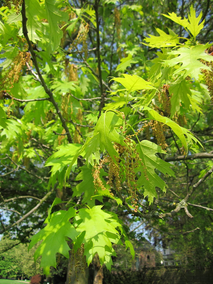 Quercus coccinea, Scarlet dub, strom, Flora, botanika, závod, listy