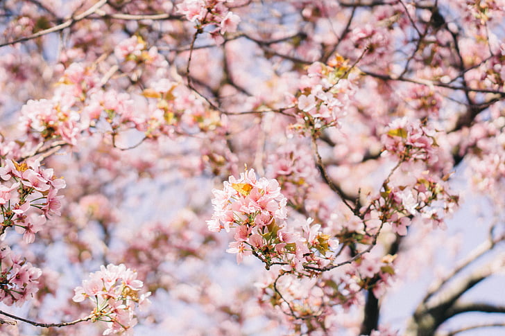 Pink, blomst, Bloom, Blossoms, PETAL, træ, gren